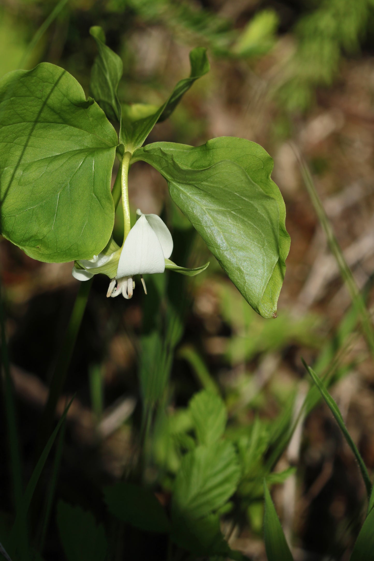 Trillium flexipes= Drooping trillium