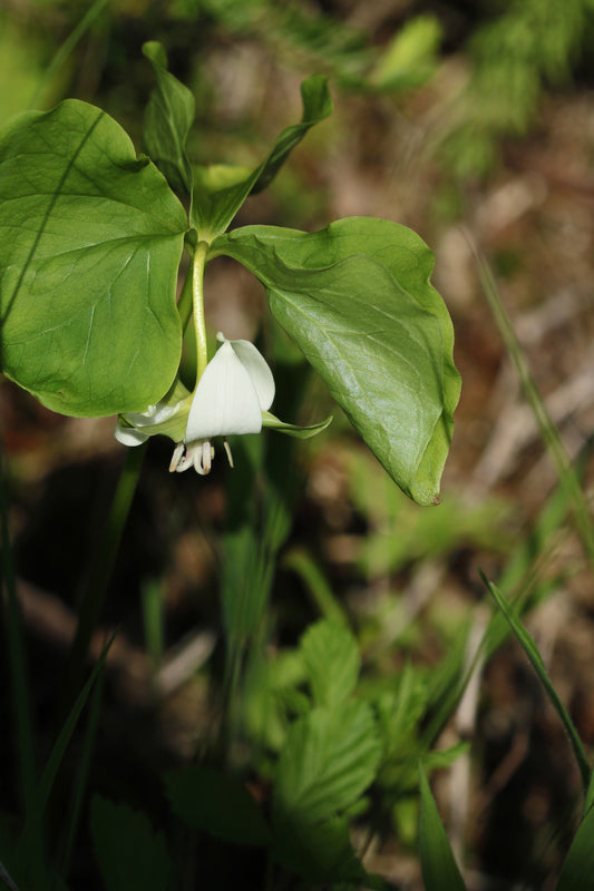 Trillium flexipes= Drooping trillium