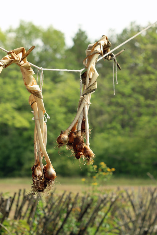 Drying onions