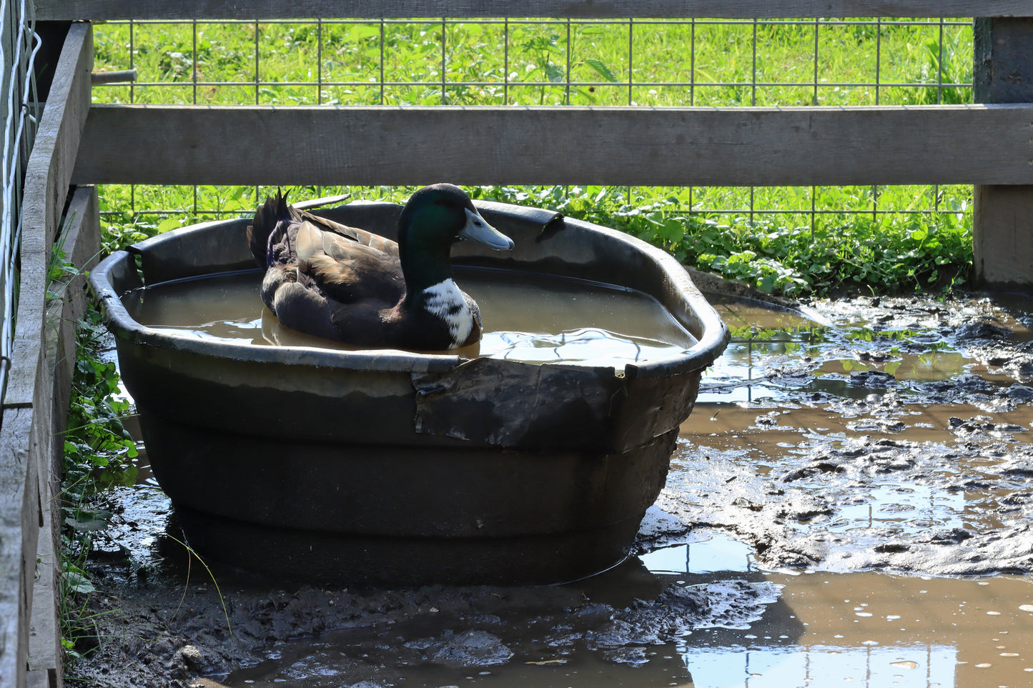 Duck bath