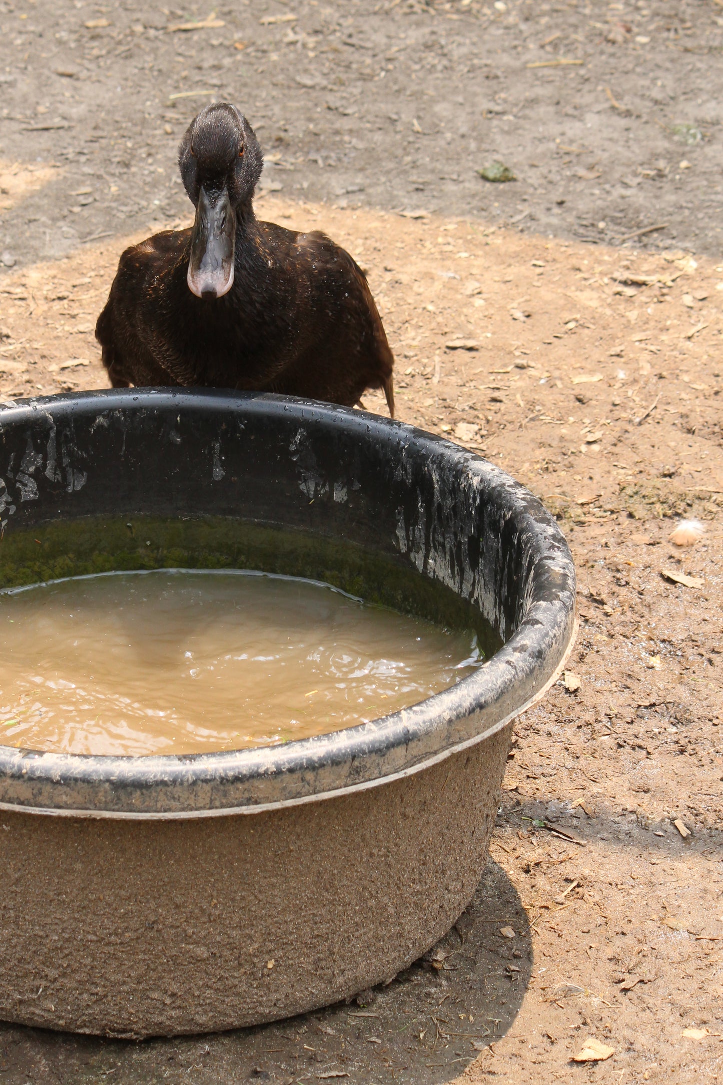 Duck drink