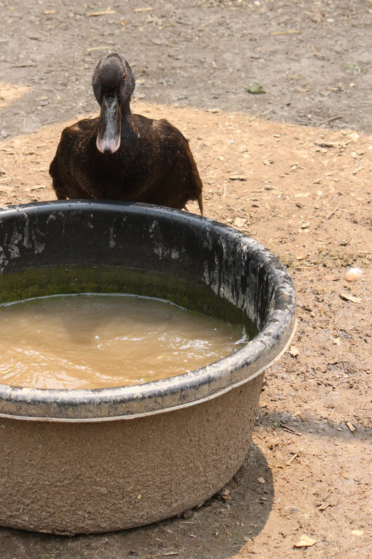 Duck drink