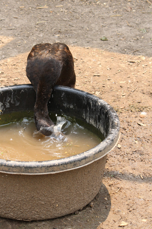 Duck play