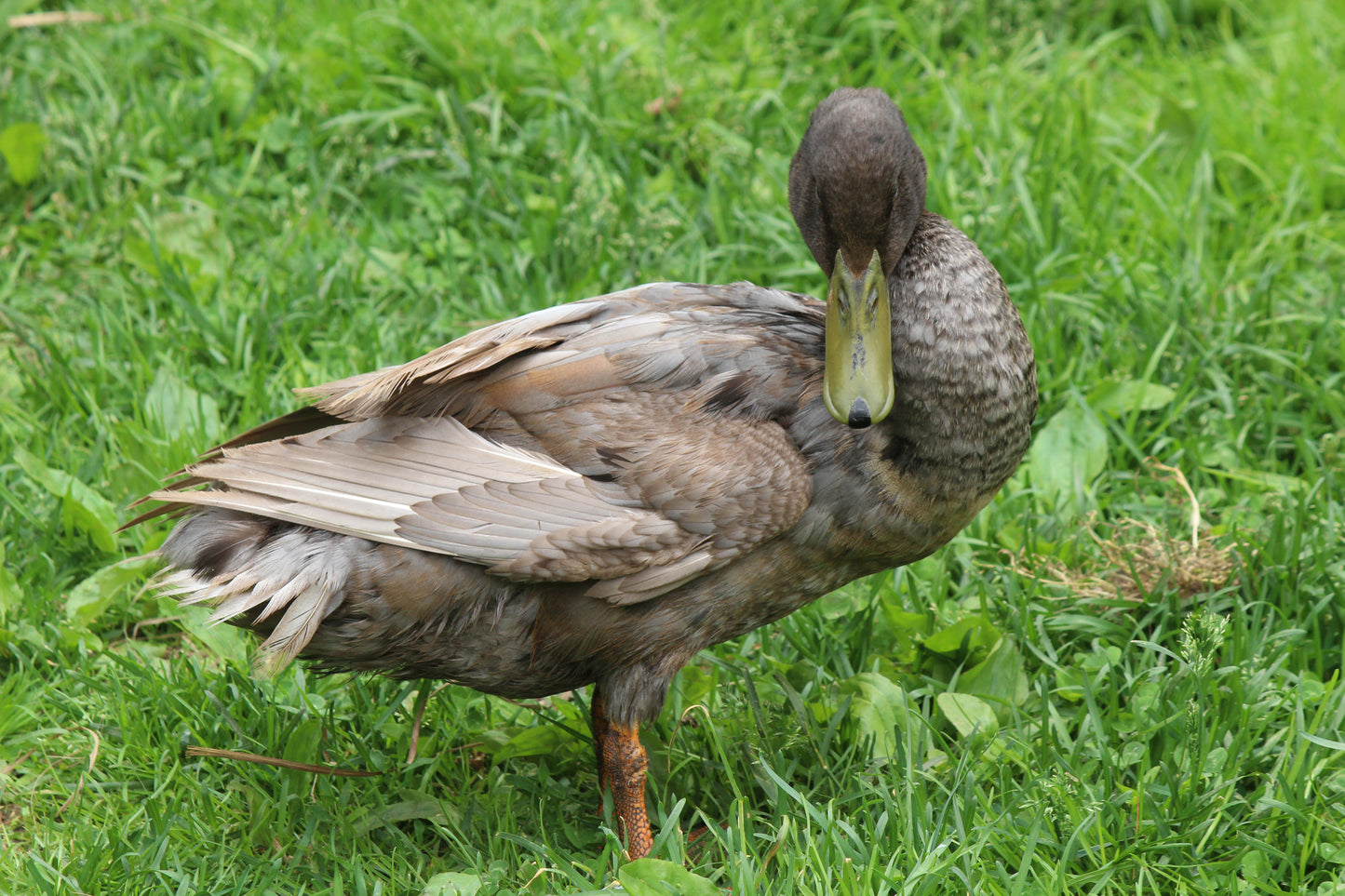 Farm yard duck