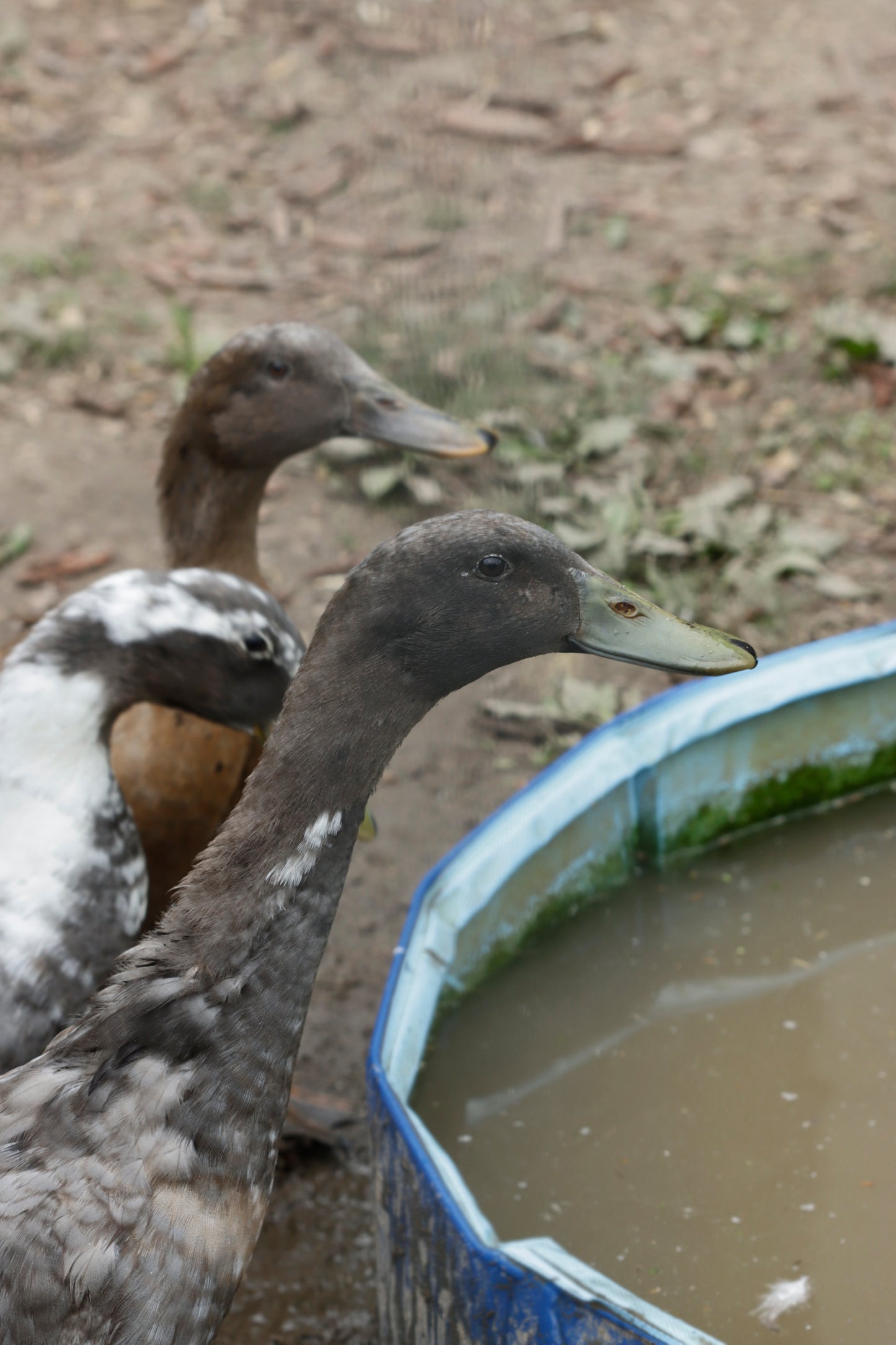 Duck pond visitors