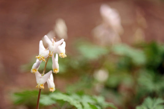 Dutchman's breeches