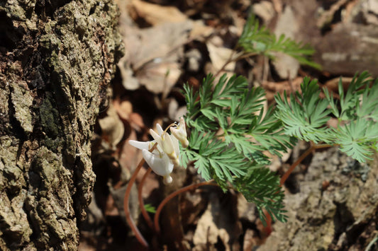 Dutchman's Breeches