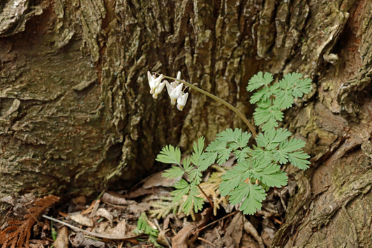 Dutchman's Breeches