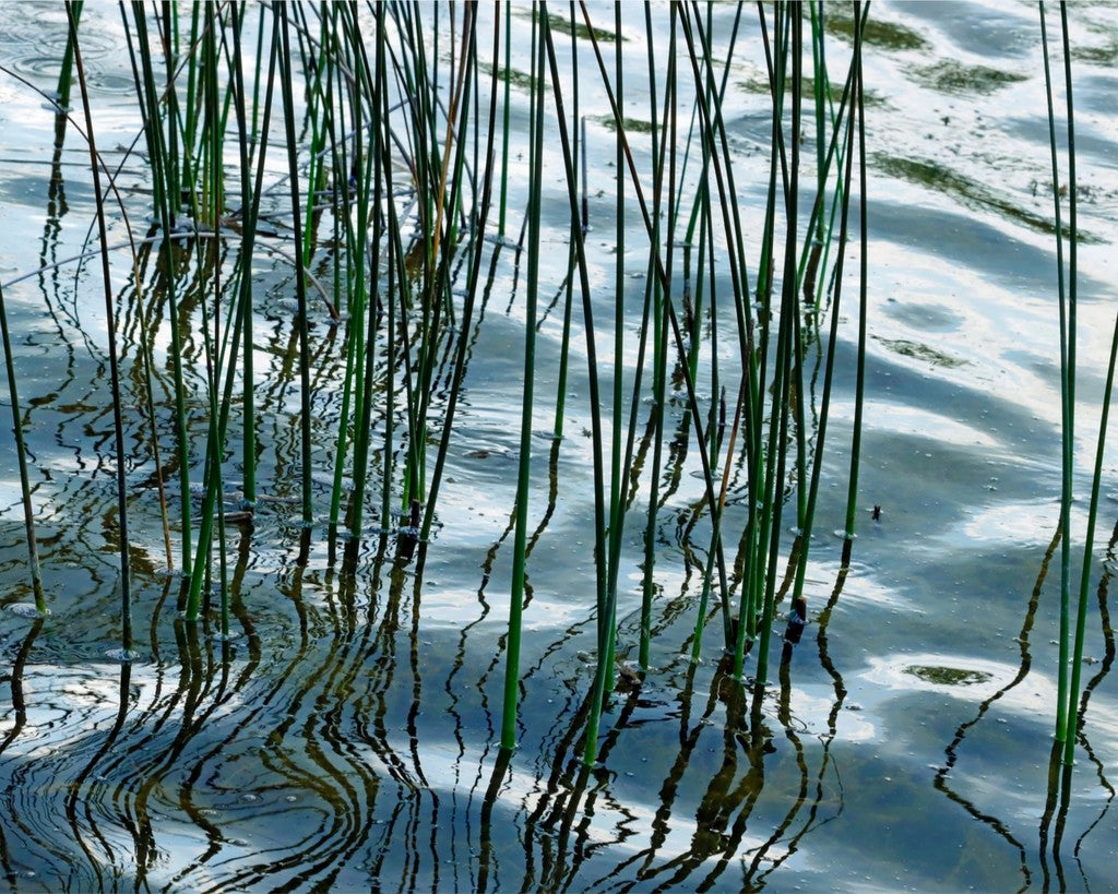 Hardstem tule bulrush