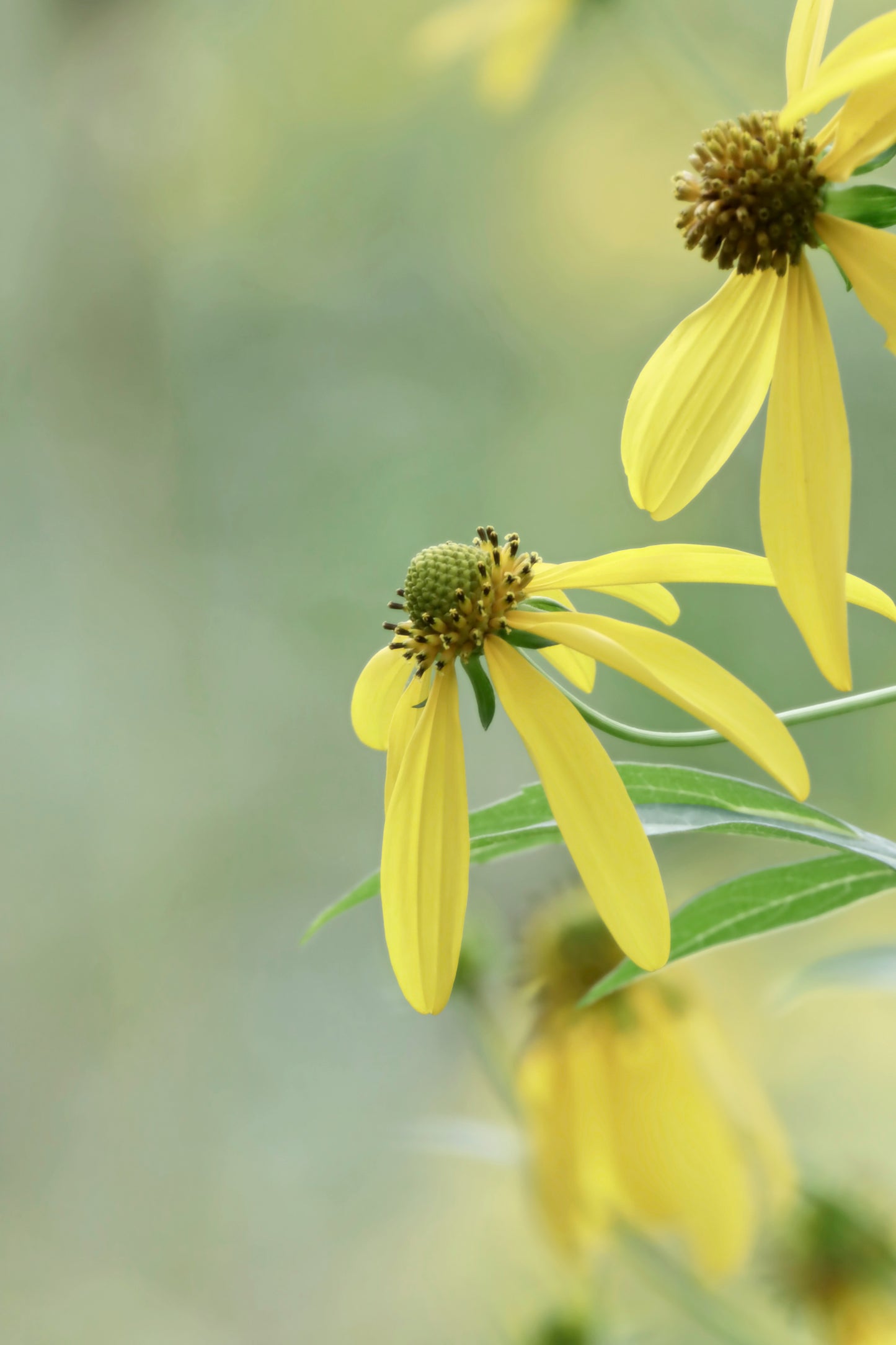 Cutleaf Coneflower Fine Art Print