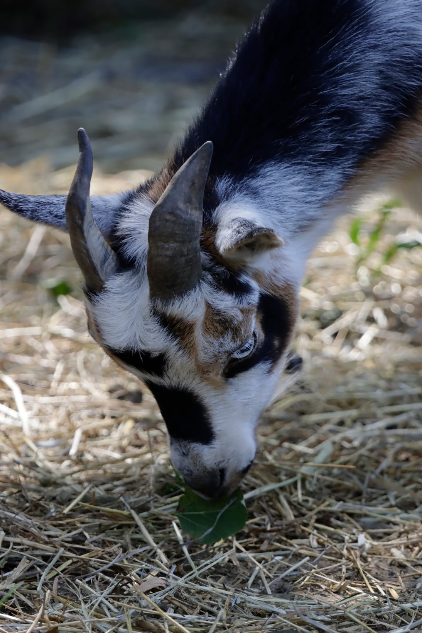 Goat eating