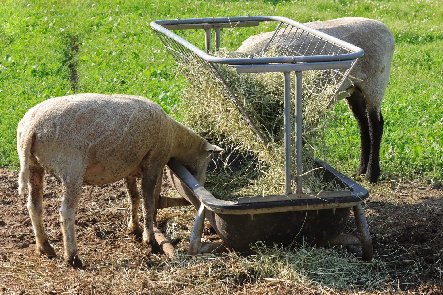 Feeding sheep