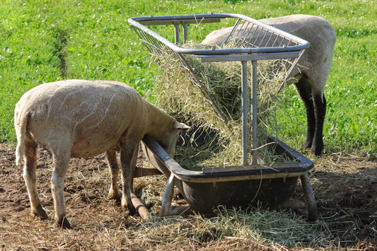 Feeding sheep