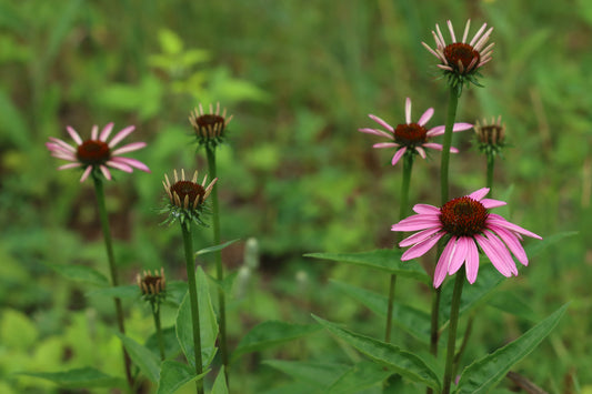 Echinacea