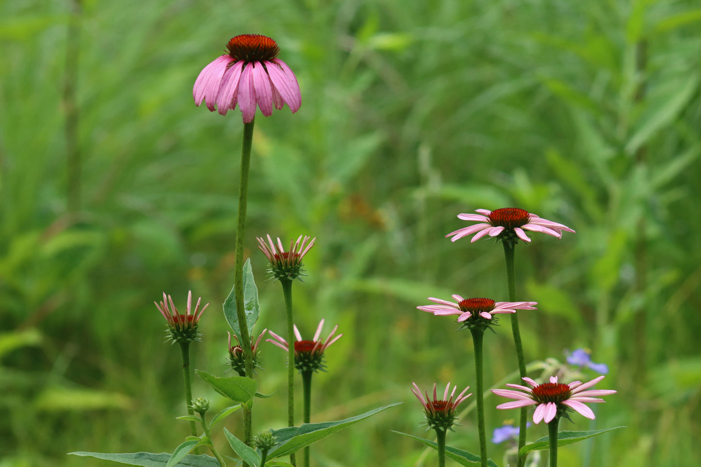 Purple coneflower