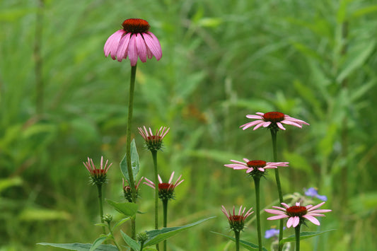 Purple coneflower