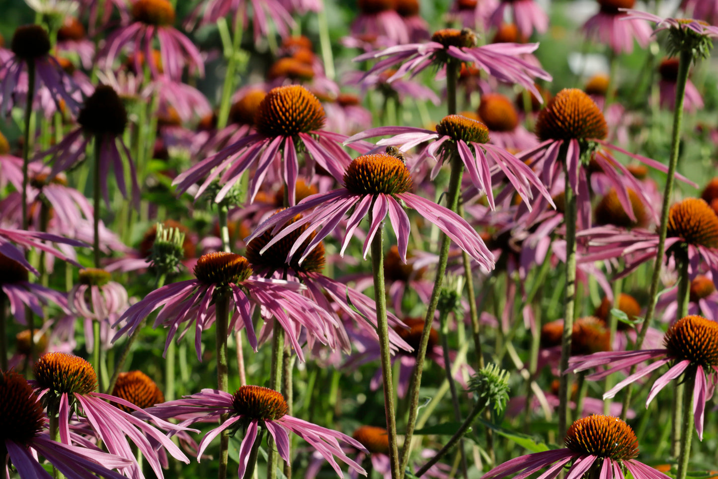 Purple coneflower meadow