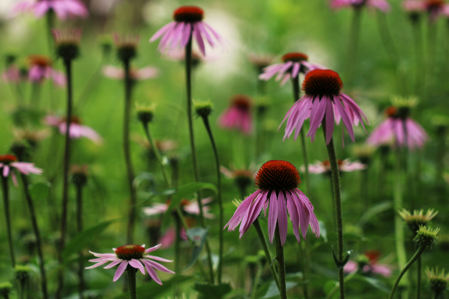 Purple coneflower  meadow