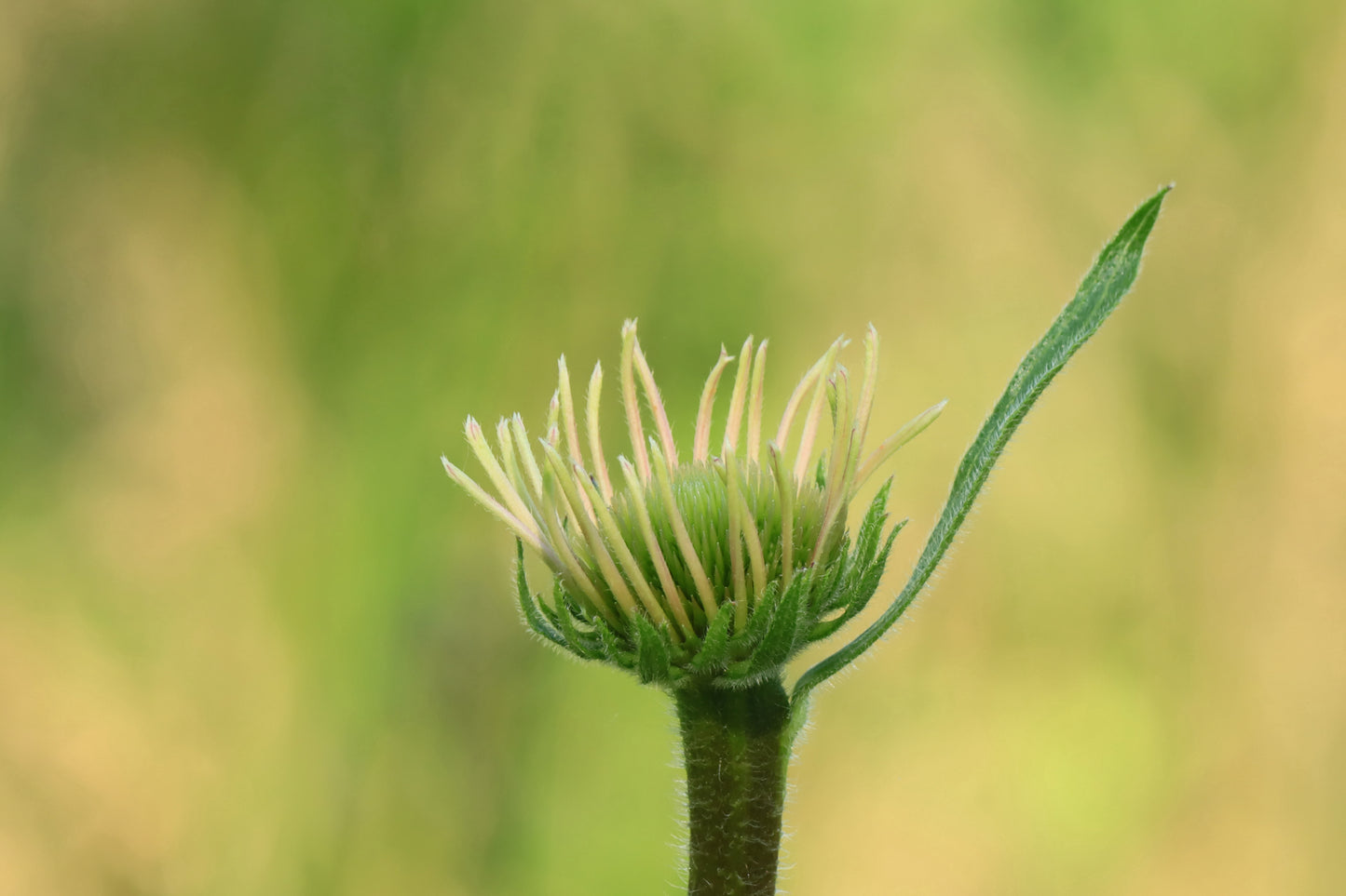 Purple coneflower-JUNE 2024