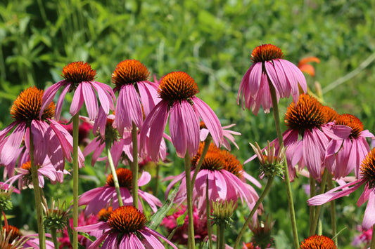 Echinacea meadow