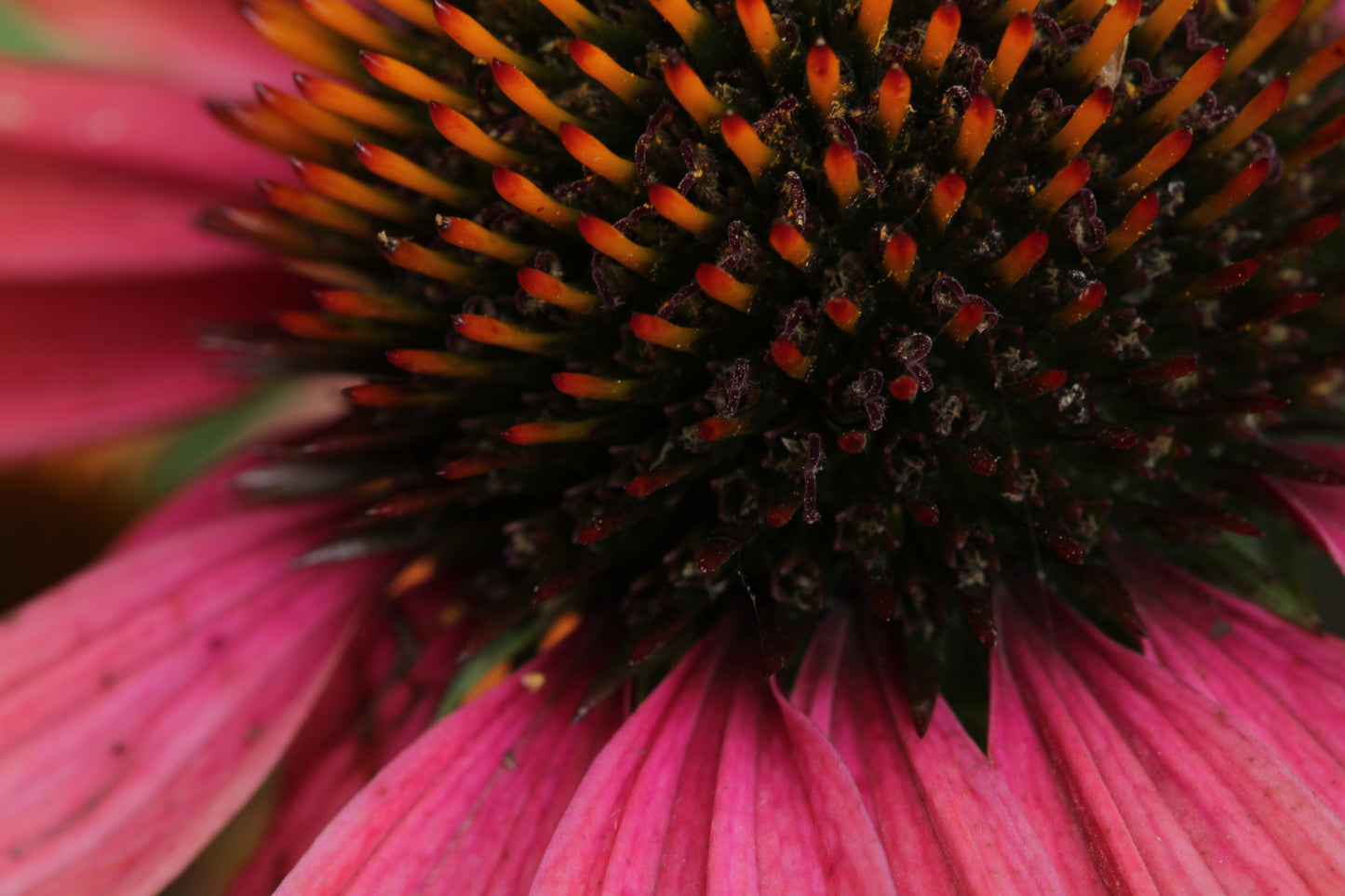 Macro echinacea