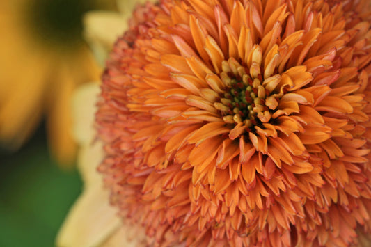 Orange echinacea