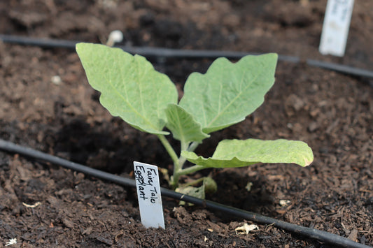 Eggplant seedling