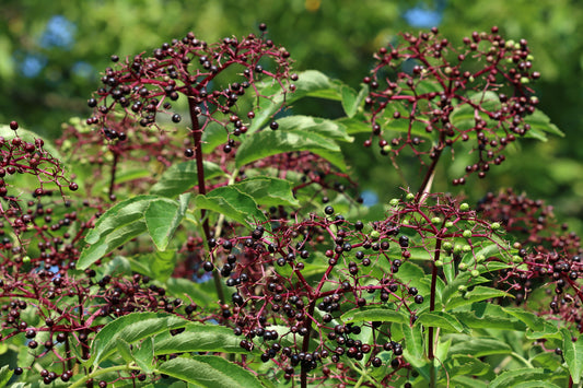 Elderberry Bush