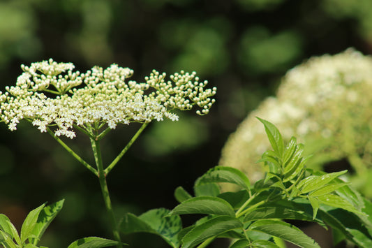 Elderberry blooms