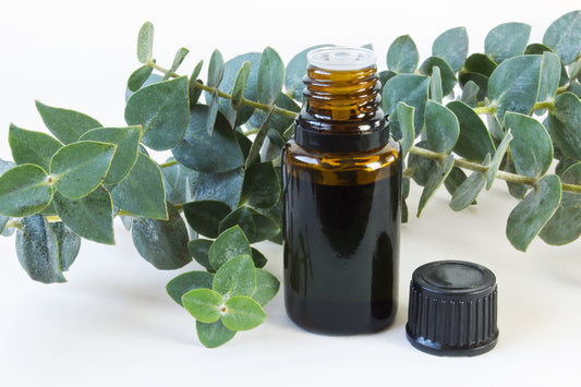 Eucalyptus essential oil