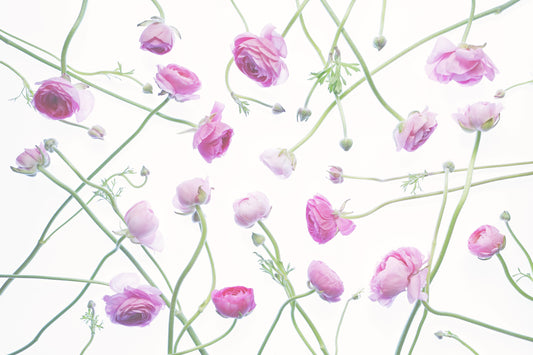 Ranunculus background