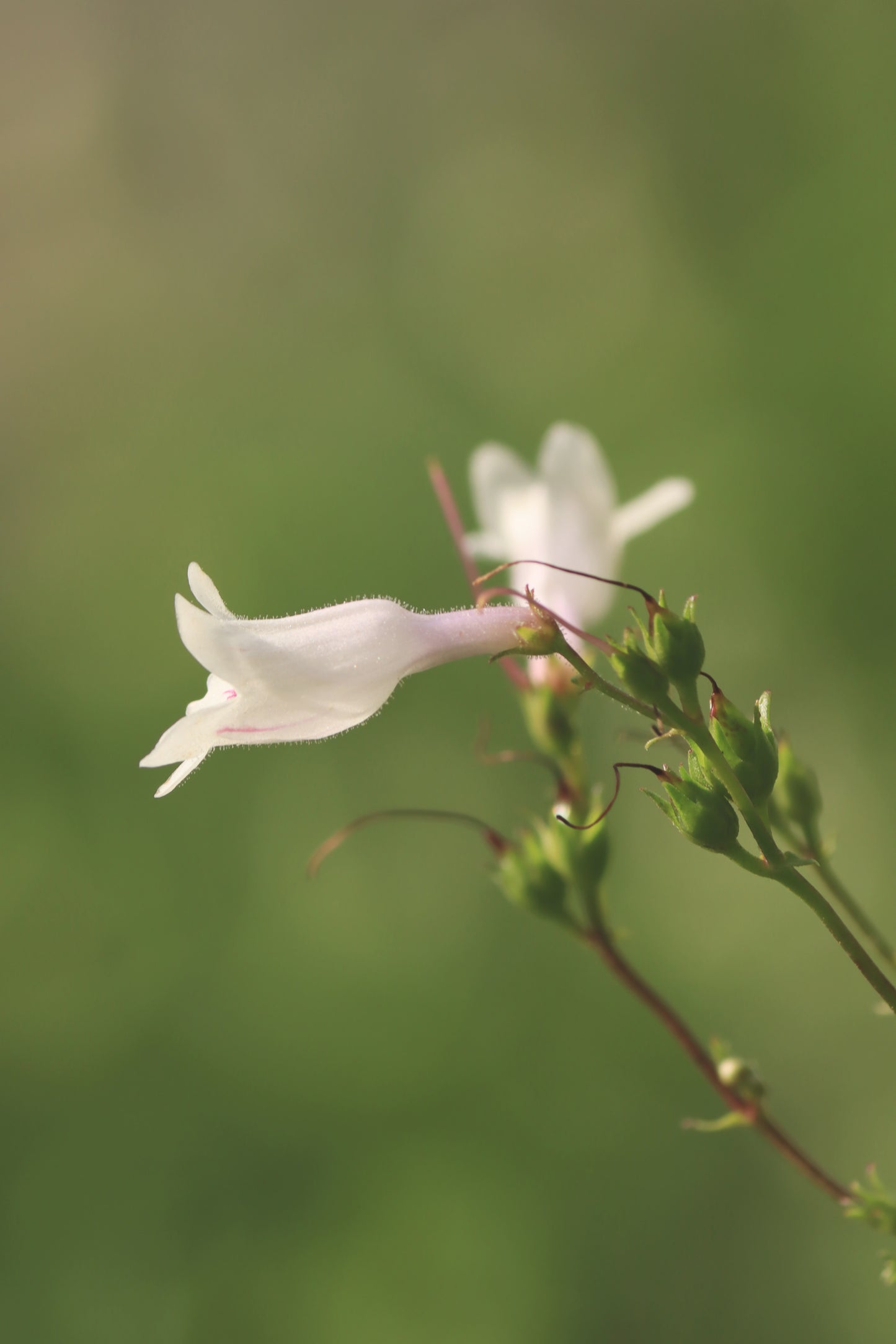 Faded beardtongue