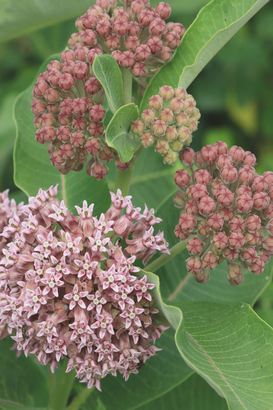 Faded milkweed