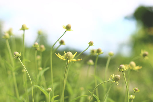 Yellow coneflower meadow