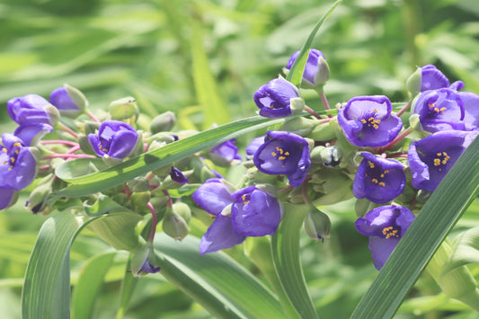 Spiderwort