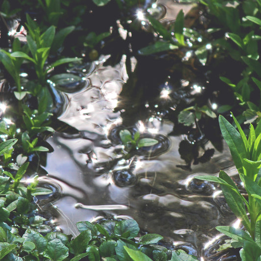 Kettle Moraine stream