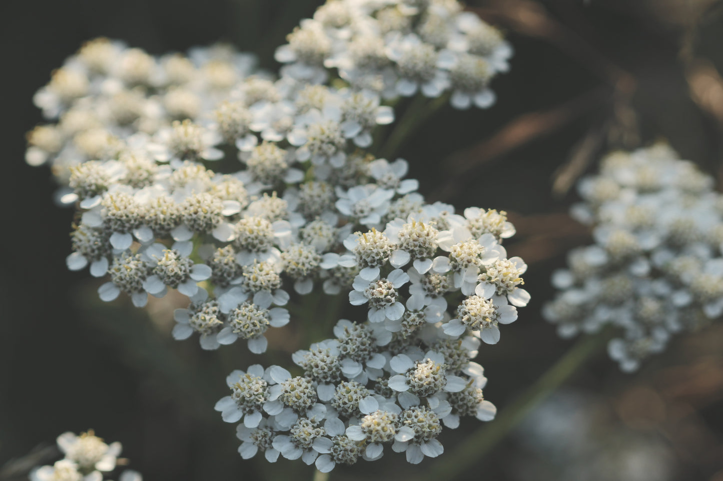 White yarrow faded background