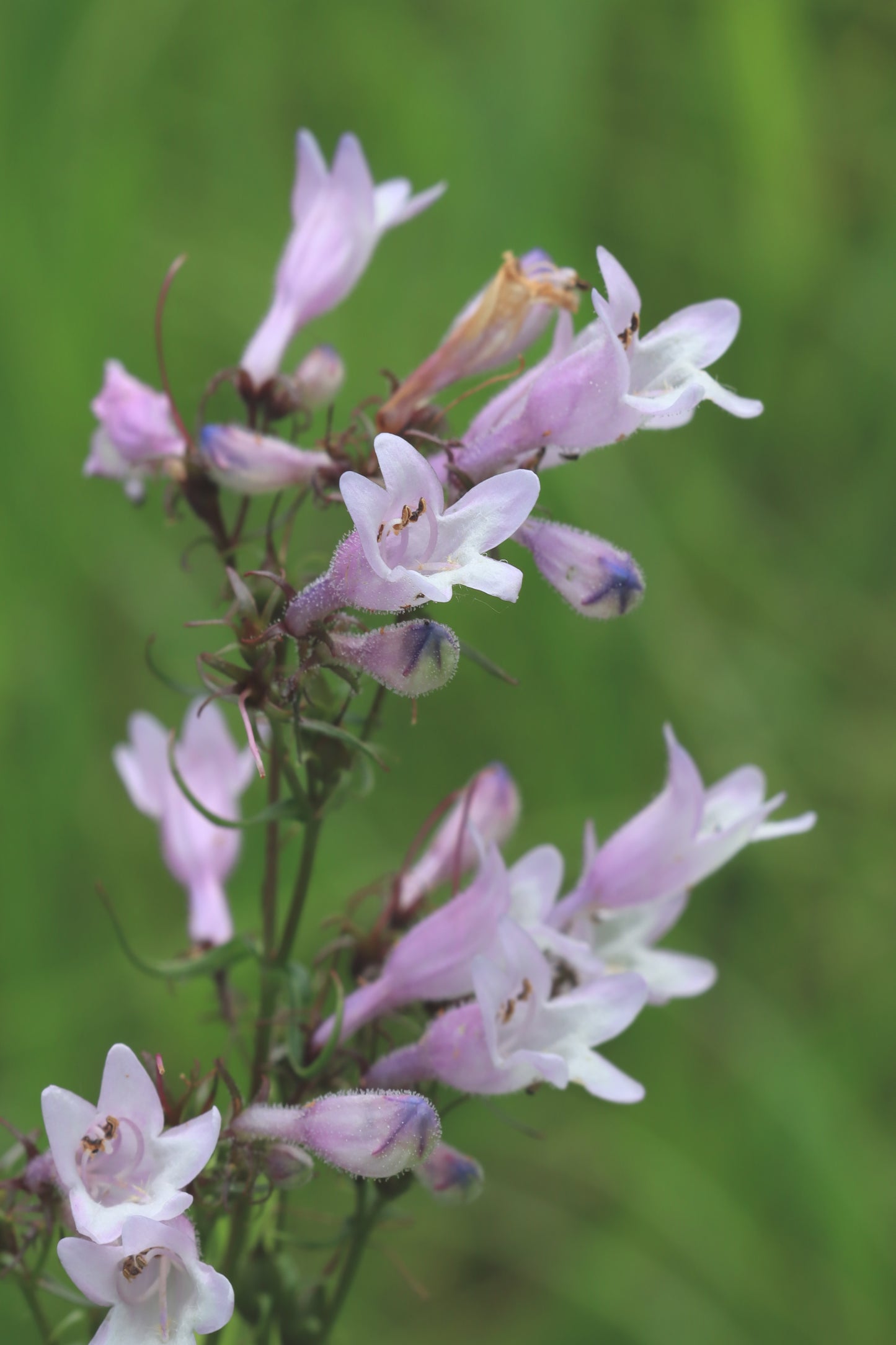 Purple foxglove beardtongue