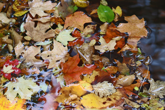 Wisconsin autumn leaves