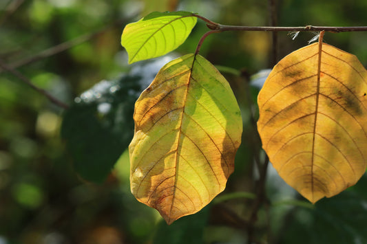 Fall leaves