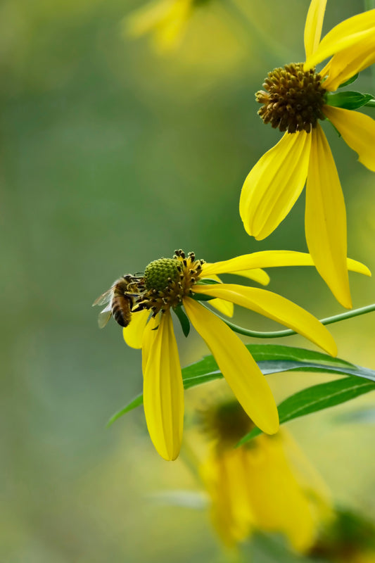 Cutleaf coneflower with bee pollination