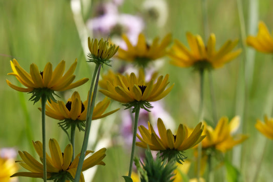 False sunflowers