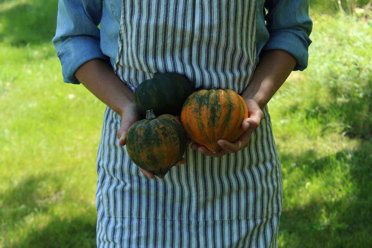 Squash harvest