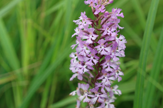 Lesser purple fringed orchid