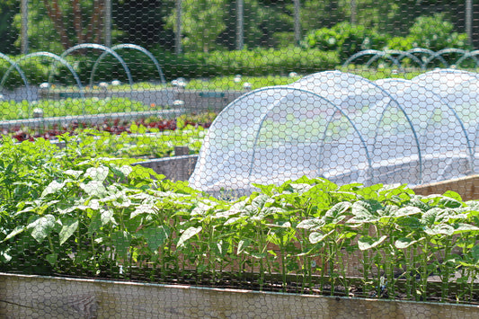 Raised garden beds with hoops