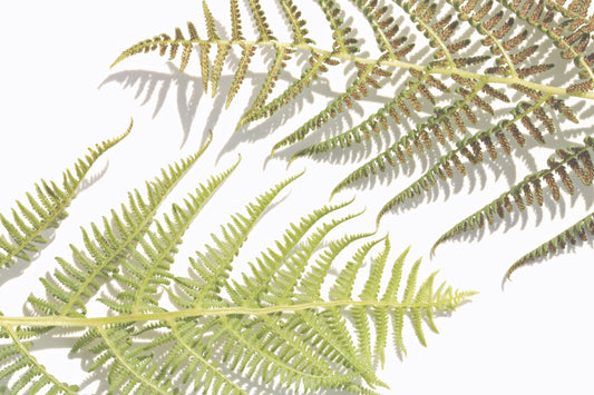 Ferns background