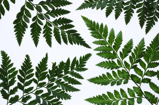 Ferns background