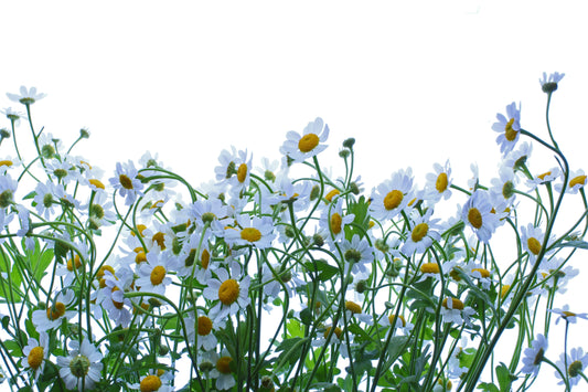 Feverfew border