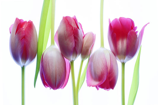 Tulips group