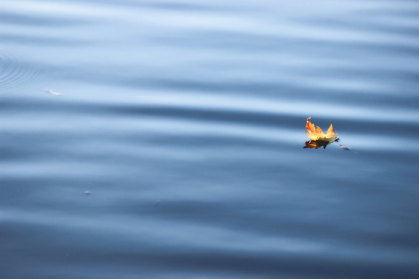 Golden floating leaf